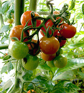 LBS菜花を使用したトマトの栽培
