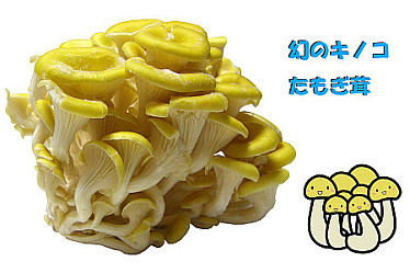 タモギタケ