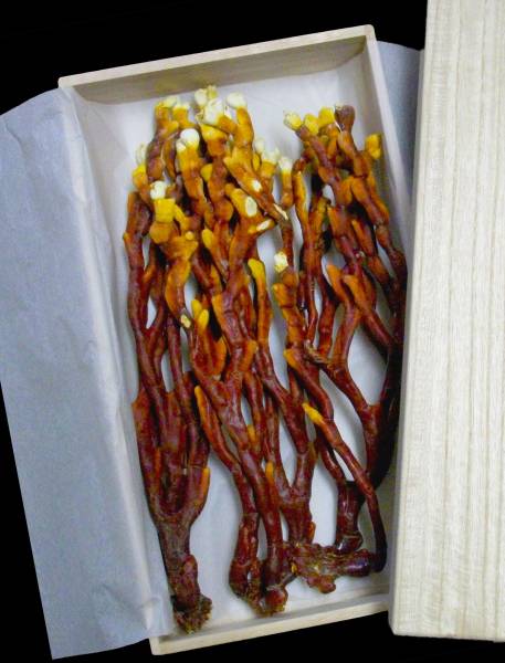 瑞饗鹿角霊芝